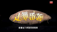 走難番薯：番薯新攪作 (Chinese Version Only)